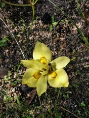 Moraea tricolor