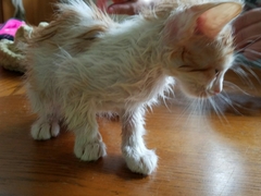 Ctenocephalides felis