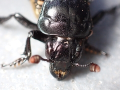 Nicrophorus guttula