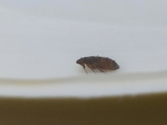 Ctenocephalides felis