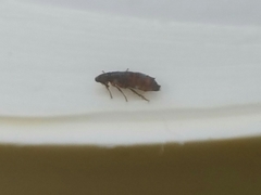 Ctenocephalides felis