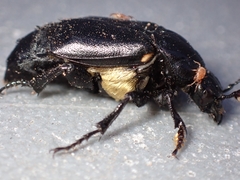 Nicrophorus guttula