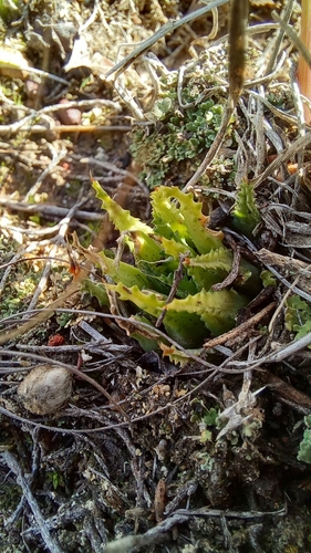 Haworthia chloracantha