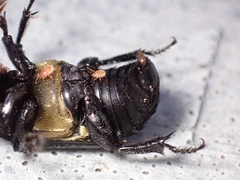 Nicrophorus guttula