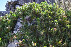 Protea venusta