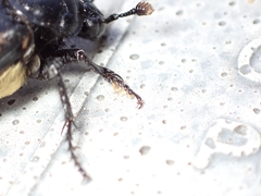 Nicrophorus guttula