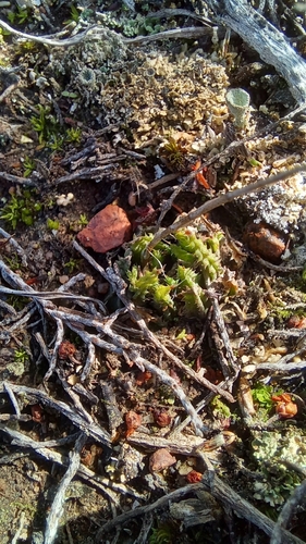 Haworthia chloracantha