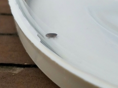 Ctenocephalides felis