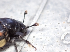 Nicrophorus guttula