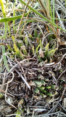 Haworthia chloracantha