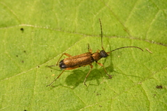 Grammoptera ustulata