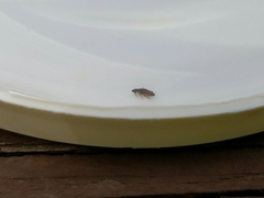 Ctenocephalides felis