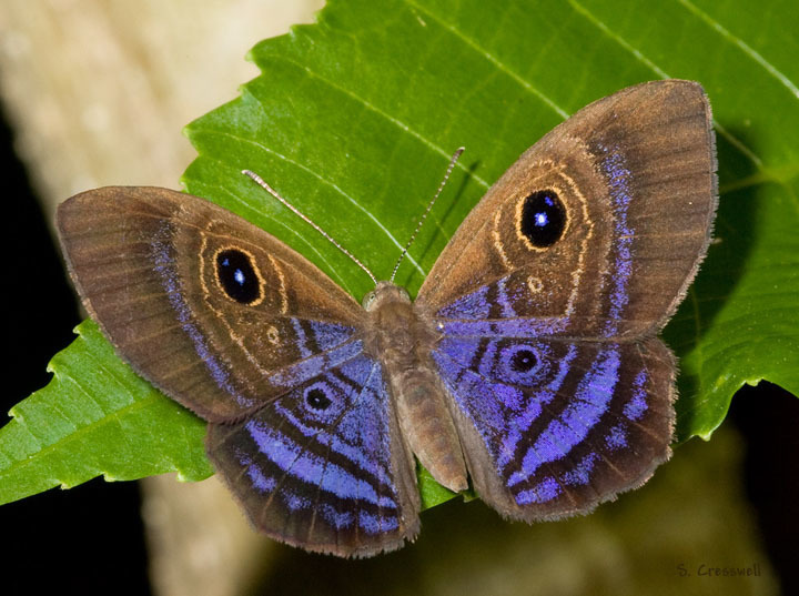 Violet-washed Eyed-Metalmark