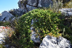 Protea venusta