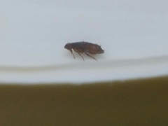 Ctenocephalides felis