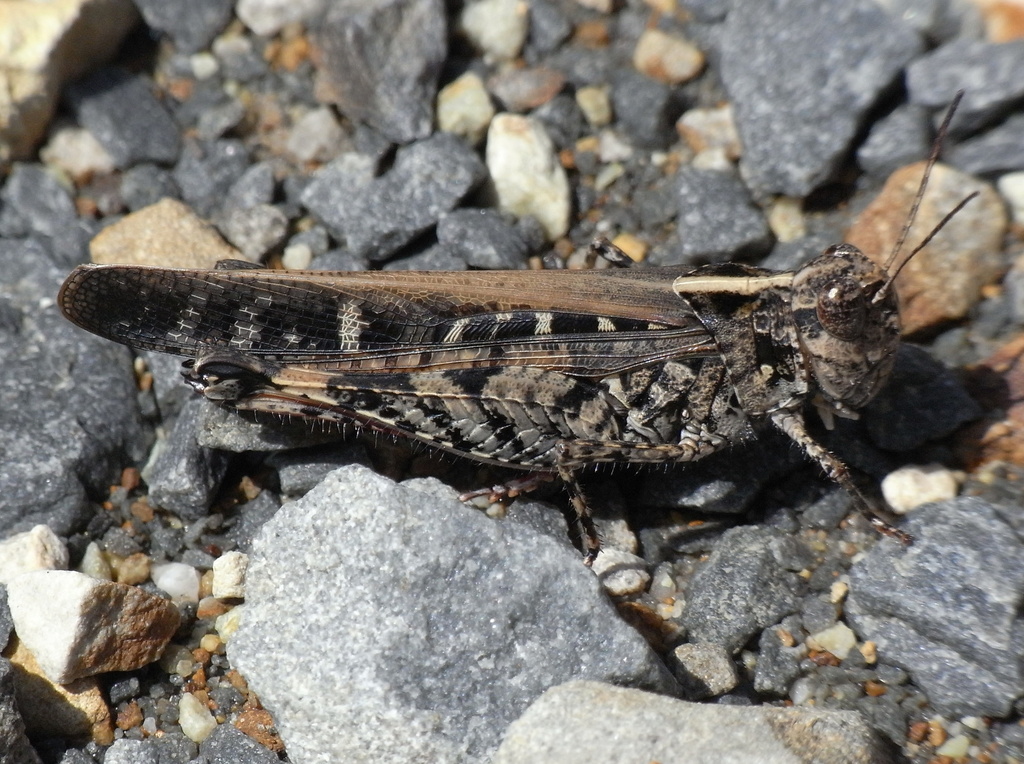 Long-legged Bandwing