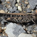 Long-legged Bandwing - Photo (c) Quartl, some rights reserved (CC BY-SA)