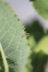 Insecta