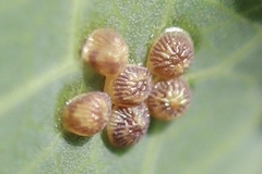 Insecta