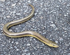 Ophisaurus ventralis