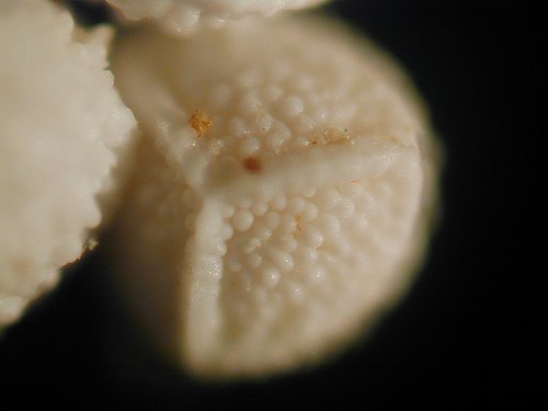 Isoetes histrix, photograph 5