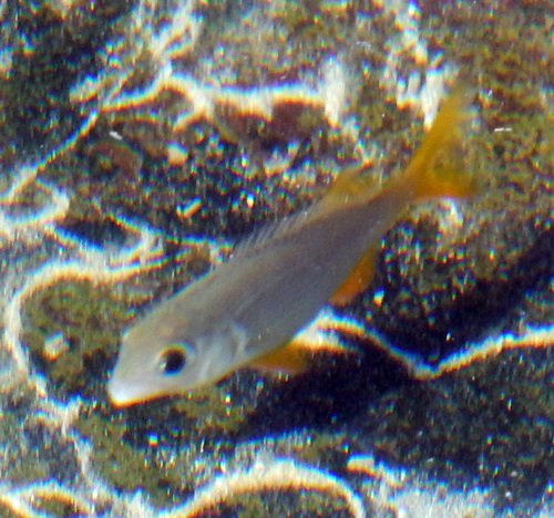 Sparodon durbanensis
