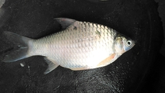 Barbonymus gonionotus