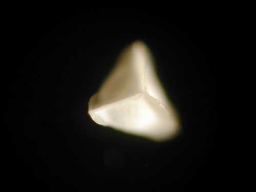 Veiled Quillwort (Isoetes longissima)