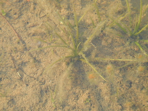 Isoetes longissima, photograph 1