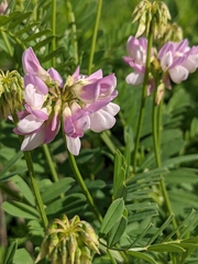 Securigera varia