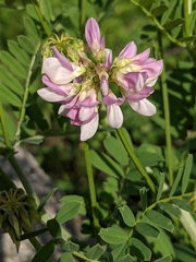 Securigera varia