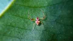 Spintharidius rhomboidalis