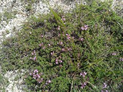 Thymus dubjanskyi