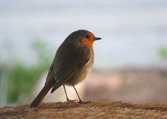 Erithacus rubecula