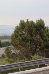 Juniperus deppeana deppeana
