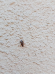 Kleidocerys resedae