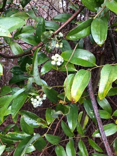 Lanceleaf Greenbrier