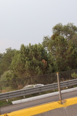 Juniperus deppeana deppeana