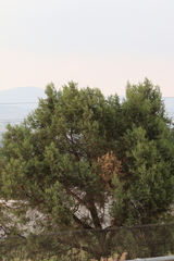 Juniperus deppeana deppeana