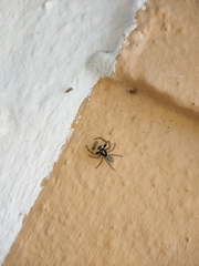 Menemerus semilimbatus