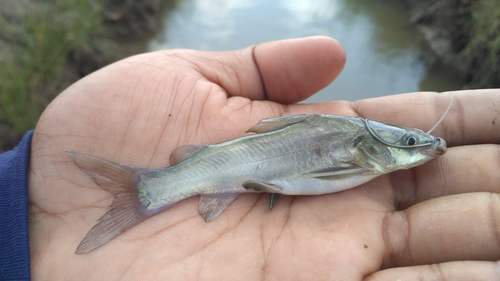 Langbaard-stekelmeerval (Mystus gulio) — Bagridae — 5