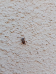 Kleidocerys resedae