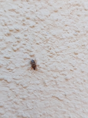 Kleidocerys resedae