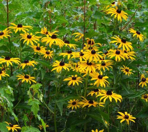 Rudbeckia fulgida