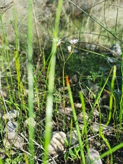 Strumaria tenella tenella