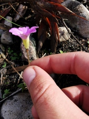 Oxalis monophylla monophylla
