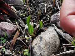 Oxalis monophylla monophylla