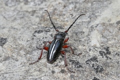 Dorcadion cinerarium