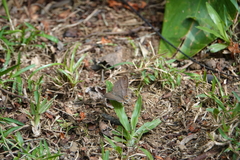 Cissia