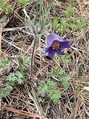 Pulsatilla ambigua